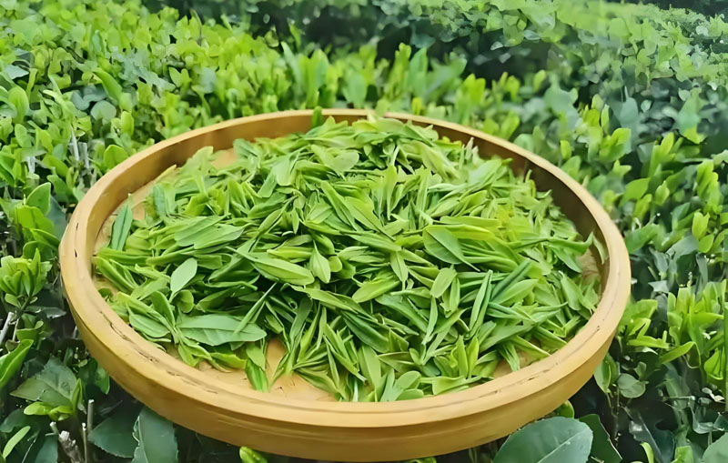 Medicinal Tea Therapy